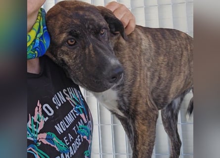 Minerva: ich wäre gerne Familienhund