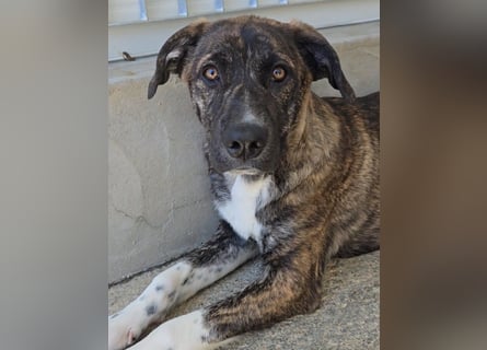 Minerva: ich wäre gerne Familienhund