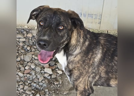 Minerva: ich wäre gerne Familienhund
