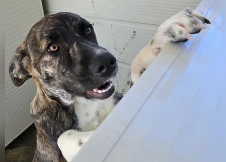 Minerva: ich wäre gerne Familienhund