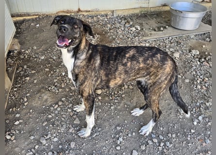 Minerva: ich wäre gerne Familienhund