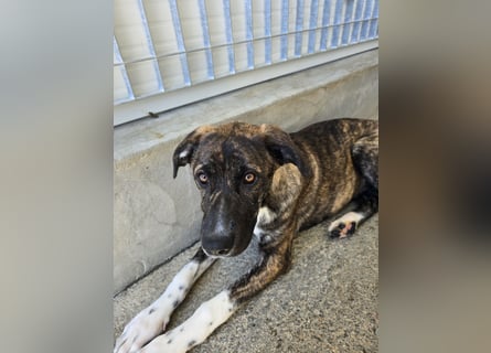 Minerva: ich wäre gerne Familienhund