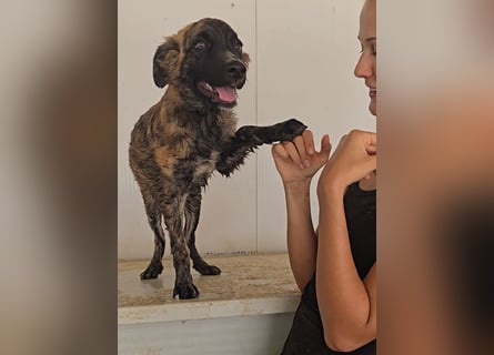 Gianni: Schmusekönig mit toller Optik