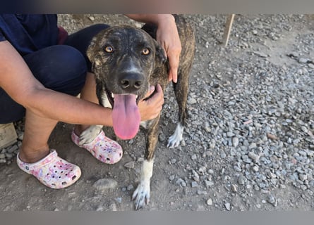 Minerva: ich wäre gerne Familienhund