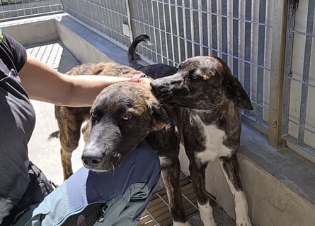 Minerva: ich wäre gerne Familienhund