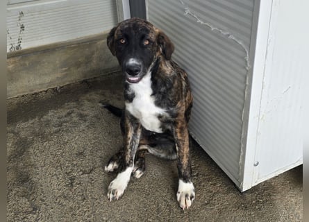 Minerva: ich wäre gerne Familienhund