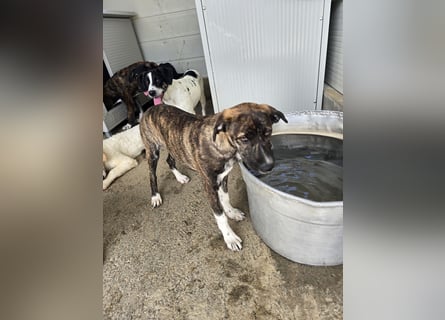 Minerva: ich wäre gerne Familienhund