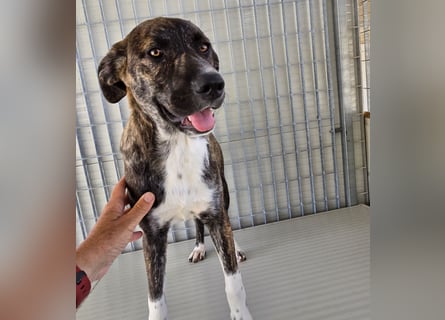 Minerva: ich wäre gerne Familienhund