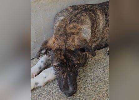 Minerva: ich wäre gerne Familienhund