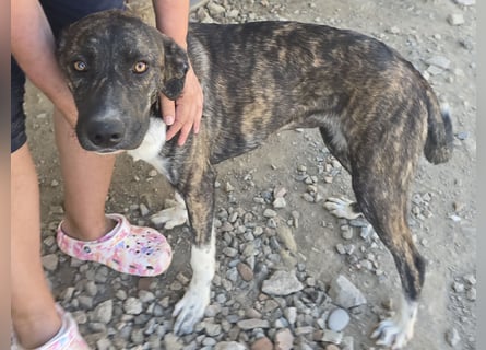 Minerva: ich wäre gerne Familienhund