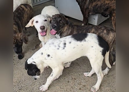 Minerva: ich wäre gerne Familienhund
