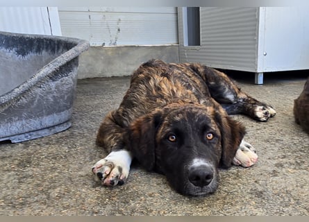 Marronicino: überfordert im Tierheim