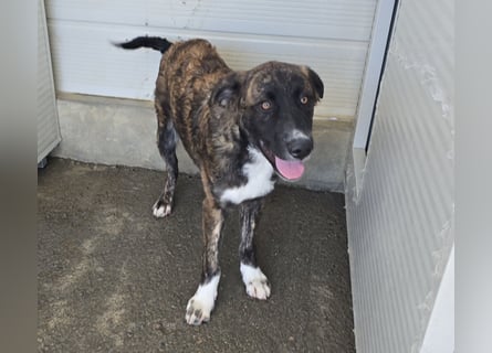 Marronicino: überfordert im Tierheim