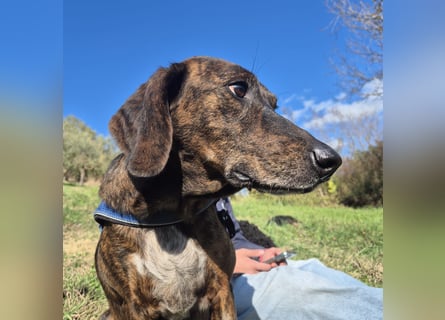 Monalisa - liebevolle, sanfte Begleiterin wünscht sich einen Kuschelplatz nicht nur für den Winter