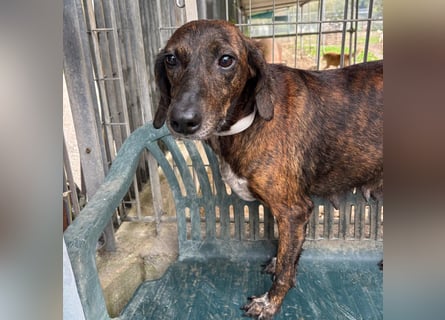 Monalisa - liebevolle, sanfte Begleiterin wünscht sich einen Kuschelplatz nicht nur für den Winter