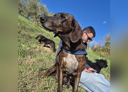 Monalisa - liebevolle, sanfte Begleiterin wünscht sich einen Kuschelplatz nicht nur für den Winter