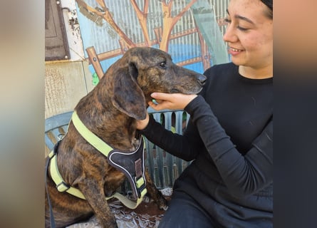 Monalisa - liebevolle, sanfte Begleiterin wünscht sich einen Kuschelplatz nicht nur für den Winter