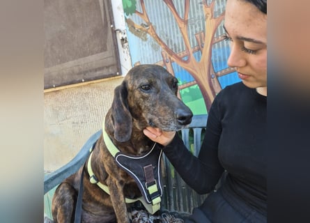 Monalisa - liebevolle, sanfte Begleiterin wünscht sich einen Kuschelplatz nicht nur für den Winter