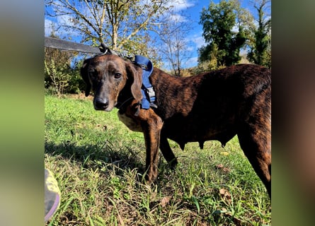 Monalisa - liebevolle, sanfte Begleiterin wünscht sich einen Kuschelplatz nicht nur für den Winter