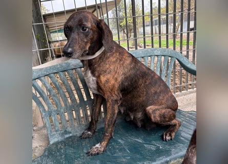 Monalisa - liebevolle, sanfte Begleiterin wünscht sich einen Kuschelplatz nicht nur für den Winter