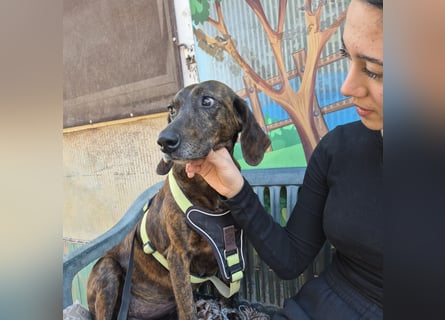 Monalisa - liebevolle, sanfte Begleiterin wünscht sich einen Kuschelplatz nicht nur für den Winter