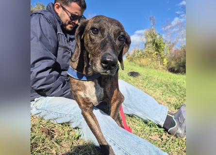 Monalisa - liebevolle, sanfte Begleiterin wünscht sich einen Kuschelplatz nicht nur für den Winter