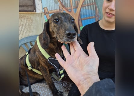 Monalisa - liebevolle, sanfte Begleiterin wünscht sich einen Kuschelplatz nicht nur für den Winter