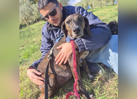 Monalisa - liebevolle, sanfte Begleiterin wünscht sich einen Kuschelplatz nicht nur für den Winter