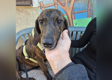 Monalisa - liebevolle, sanfte Begleiterin wünscht sich einen Kuschelplatz nicht nur für den Winter