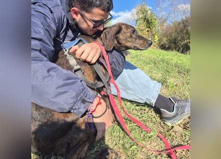 Monalisa - liebevolle, sanfte Begleiterin wünscht sich einen Kuschelplatz nicht nur für den Winter