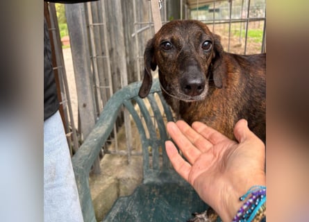 Monalisa - liebevolle, sanfte Begleiterin wünscht sich einen Kuschelplatz nicht nur für den Winter