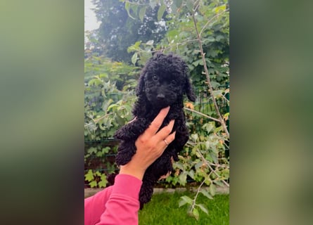 Wunderschöne Cockapoo/Cockerpoo Mädchen!!! Abgabebereit.