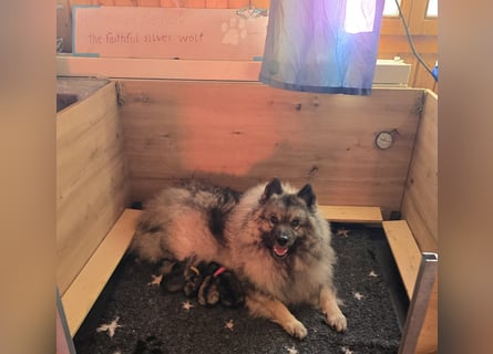 E Wurf the faithful silver wolf