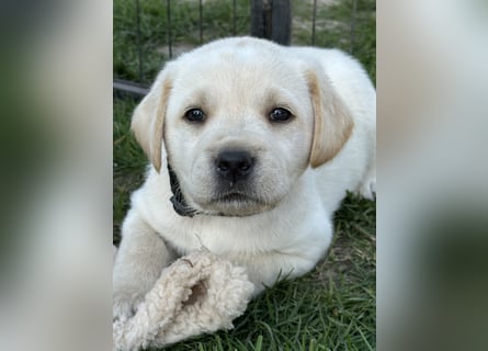 Traumhafte Labrador Retriever Welpen mit Ahnentafel-Abgabebereit-