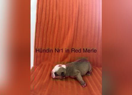 Hündin Nr 1