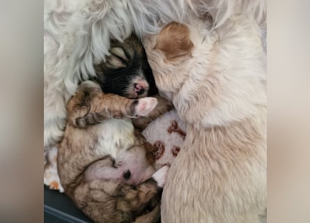 Havapoo Pudel Havaneser-ShihTzu