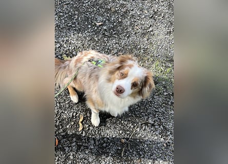 Liebenswerter Familienhund Maex sucht neues Zuhause