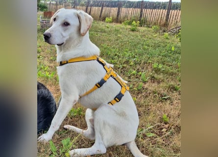 Wayne: Familienhund und treuer Begleiter