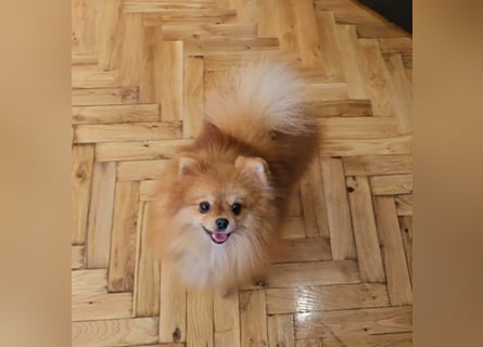 Pomeranian