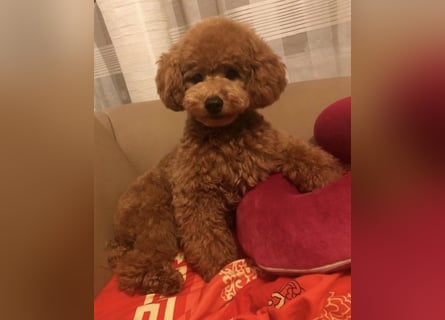 Rot Toypudel sucht neues Zuhause