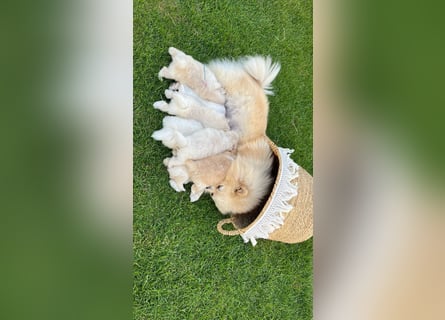 Süße Pomeranian Zwerkspitz Welpen 