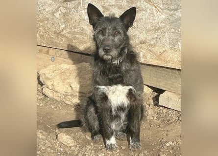 ❤️ außergewöhnliche Schönheit KORMA - 9,5 Jahre, 46cm/20kg - SchnauzerMix