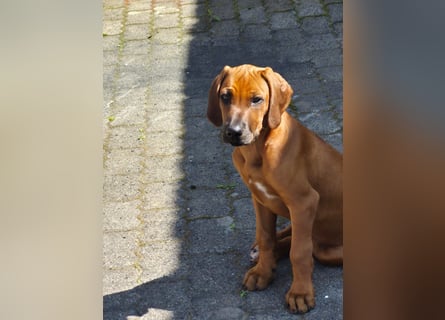 Wunderschöne 12 Wochen alte Hündin