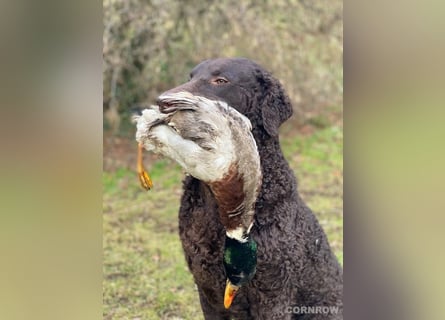 Curly Coated Retriever – braune Rüden (8 Wochen) aus dem Zwinger Cornrow