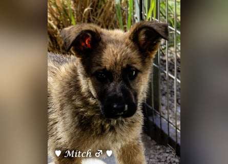 Vier wunderschöne Schäferhundmischlinge suchen ein Zuhause