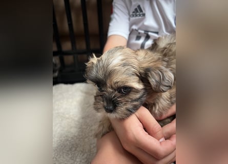 Maltipoo - Welpen - Rüden und Hündin