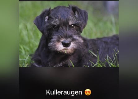 Molly - bezauberndes Zwergschnauzer- Mädchen sucht ab sofort ihr Für-Immer-Zuhause