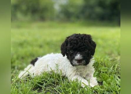 Lagotto Romagnolo, Welpen von ausgezeichneter Qualität