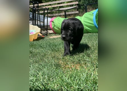 Reinrassige Labrador Welpen m.P. aus liebevoller Zucht