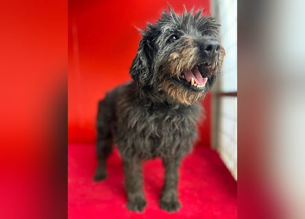 liebenswerte DORKA - 9 Jahre, 38cm/10,5kg - Schnauzer-Mix
